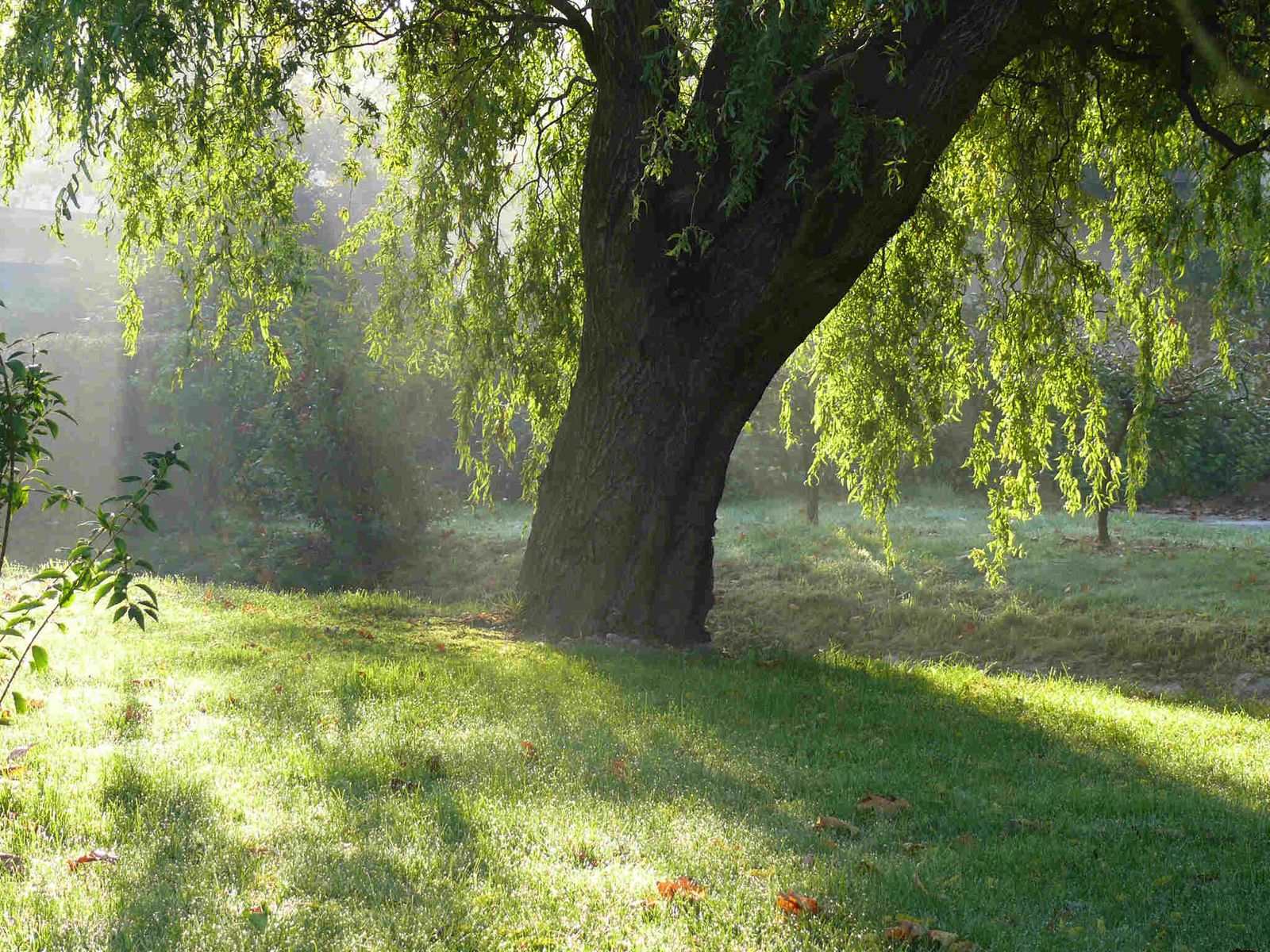 Baum mit Sonnenstrahlen